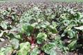 garden beet